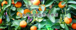 小金桔树盆栽怎么修剪,第1图