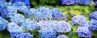 绣球花春季修剪方法,第1图