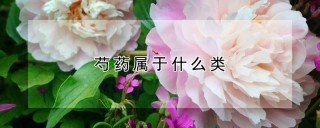 芍药属于什么类,第1图