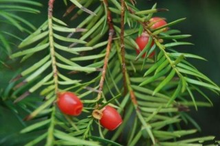 红豆杉种植方法，种子种植的四大要点,第3图