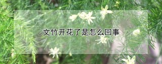 文竹开花了是怎么回事,第1图