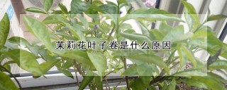 茉莉花叶子卷是什么原因,第1图