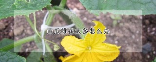 黄瓜雄花太多怎么办,第1图