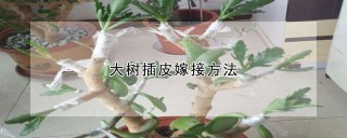 大树插皮嫁接方法,第1图