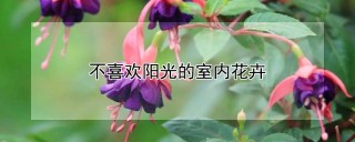 不喜欢阳光的室内花卉,第1图