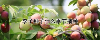 李子种子什么季节播种,第1图