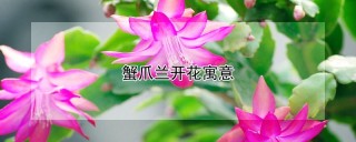 蟹爪兰开花寓意,第1图