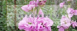 紫罗兰花在家里怎么养,第1图