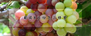 葡萄8月份怎么修剪,第1图