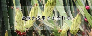 盆栽火龙果长多高打顶,第1图