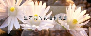 生石花的花语和寓意,第1图