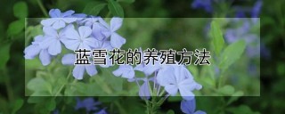 蓝雪花的养殖方法,第1图