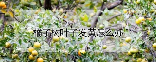 橘子树叶子发黄怎么办,第1图