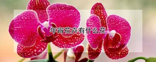 年宵花卉有什么花,第1图