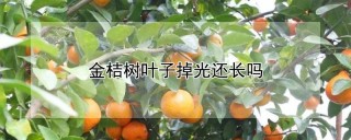 金桔树叶子掉光还长吗,第1图