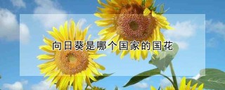 向日葵是哪个国家的国花,第1图