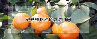 砂糖橘树种植方法时间,第1图