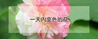 一天内变色的花,第1图