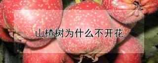 山楂树为什么不开花,第1图