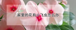 家里的花有小飞虫怎么办,第1图