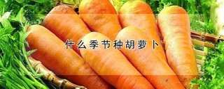 什么季节种胡萝卜,第1图