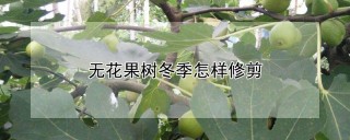 无花果树冬季怎样修剪,第1图