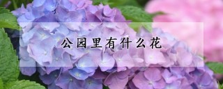 公园里有什么花,第1图