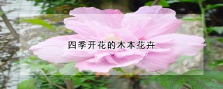 四季开花的木本花卉,第1图