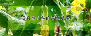 适合懒人种的菜和瓜果,第1图