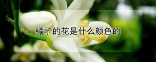 橘子的花是什么颜色的,第1图