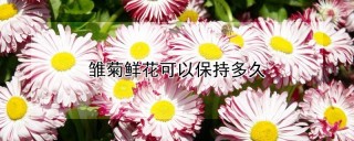 雏菊鲜花可以保持多久,第1图