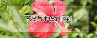 木槿与朱槿的区别,第1图