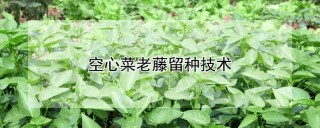 空心菜老藤留种技术,第1图