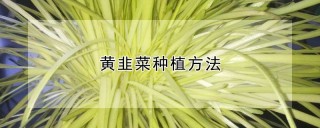 黄韭菜种植方法,第1图