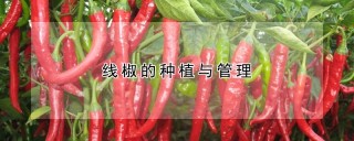 线椒的种植与管理,第1图