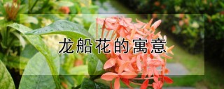 龙船花的寓意,第1图