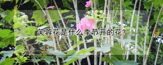 芙蓉花是什么季节开的花?,第1图