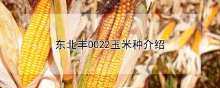 东北丰0022玉米种介绍,第1图