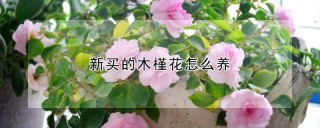 新买的木槿花怎么养,第1图