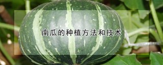 南瓜的种植方法和技术,第1图