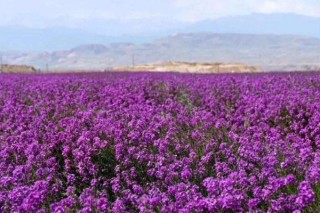 蓝香芥什么时候播种,第3图