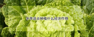 冬季适合种植什么经济作物,第1图