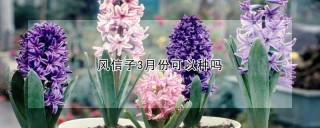 风信子3月份可以种吗,第1图