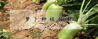 萝卜种植技术,第1图