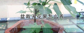 盆栽无花果怎么养,第1图