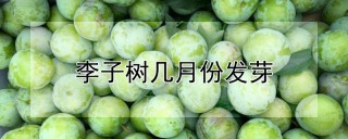 李子树几月份发芽,第1图