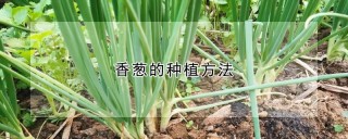 香葱的种植方法,第1图