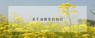 关于油菜花的知识,第1图