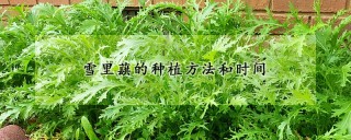 雪里蕻的种植方法和时间,第1图