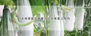 羊角蜜甜瓜种植方法羊角蜜上架吗,第1图